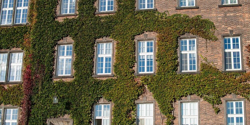 Die-Fassade-des-alten-Gebäudes-ist-mit-Kletterpflanzen-bedeckt