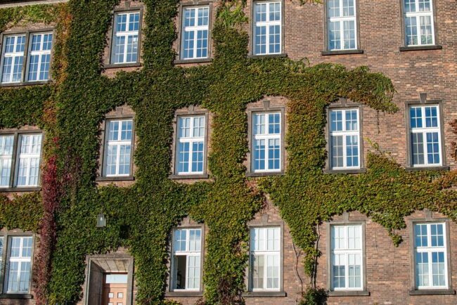 Die-Fassade-des-alten-Gebäudes-ist-mit-Kletterpflanzen-bedeckt Die-Fassade-des-alten-Gebäudes-ist-mit-Kletterpflanzen-bedeckt