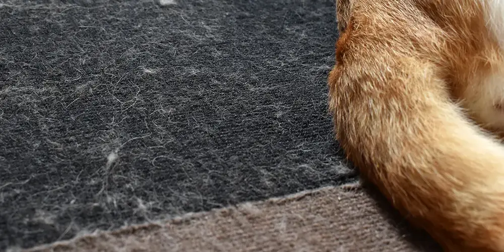 Katzenhaare auf dem Sofa